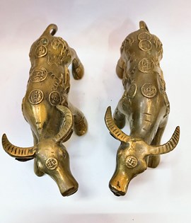 Trâu đồng tiền lớn 