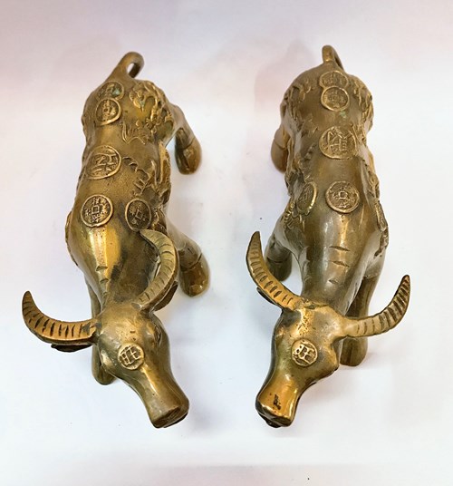 Trâu đồng tiền lớn 
