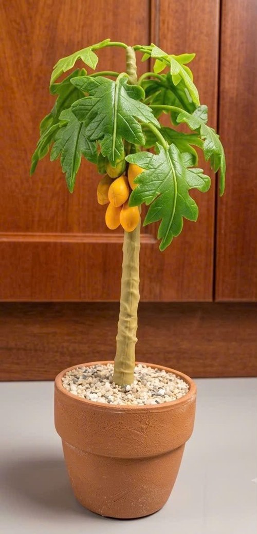 Cây đu đủ