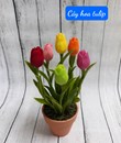 Cây Hoa Tulip