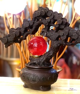 cây tiền đồng nâu