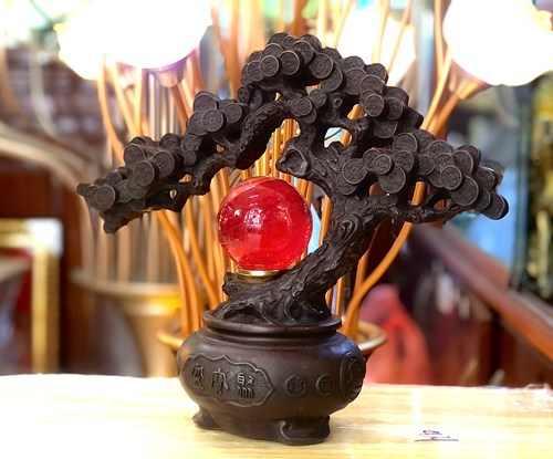 cây tiền đồng nâu