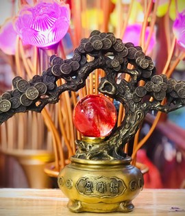 cây tiền đồng vàng