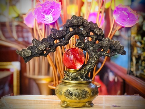 cây tiền đồng vàng