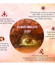 Đá Himalaya Massage Cong 5p 2 Viên