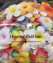 Hoa Sứ Thả Nước