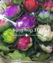 Hoa súng thả nước búp TQ