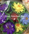 /UserUpload/Project/hoa-sung-tha-nuoc-lon-thai-lan.jpg