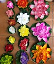 Hoa súng thả nước TQ nhỏ