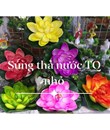 /UserUpload/Project/hoa-sung-tha-nuoc-tq-nho.jpg
