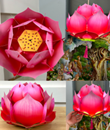 Lồng đèn sen hồng LD14