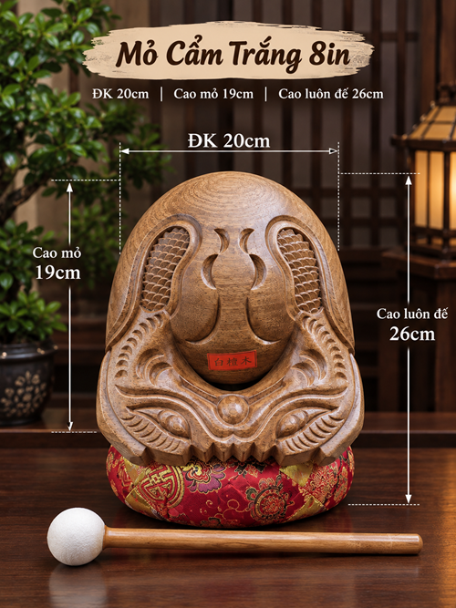 Mõ Cẩm Trắng 8in