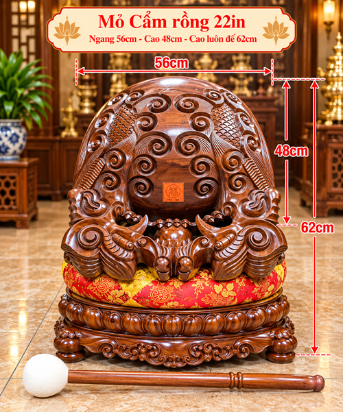 MỎ CẨM RỒNG 22IN