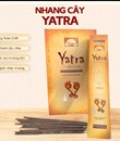 nhang cây yatra ấn độ