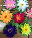 Hoa súng thả nước lớn  thái lan