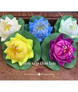 Sen Xếp Thả Nước Thái Lan