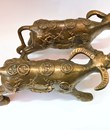 Trâu đồng tiền nhỏ