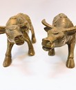 Trâu đồng tiền nhỏ